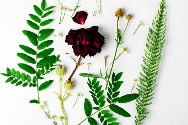 Herbarium of field of wild foliage — Stock Photo, Image