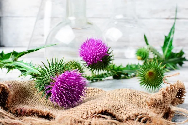 Extracto de plantas medicinales —  Fotos de Stock