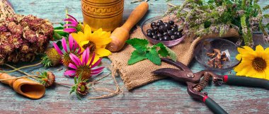 Şifalı otlar kümesi