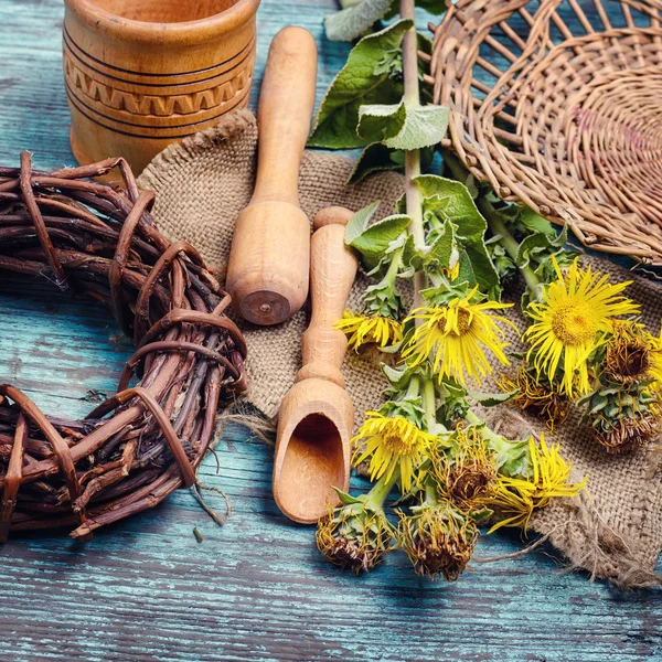 Nard and herbs — Stock Photo, Image
