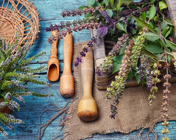 Basilicum en pepermunt — Stockfoto