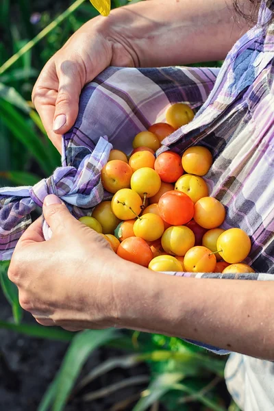 Autumn plum from the garden — Stock Photo, Image