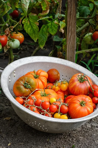Tomaten in vergiet — Stockfoto