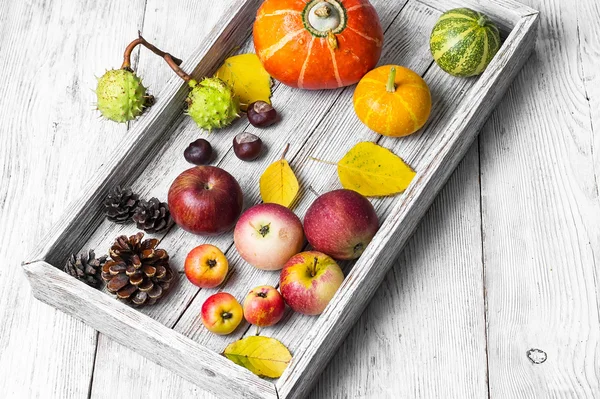 Herbsternte von Obst und Gemüse — Stockfoto