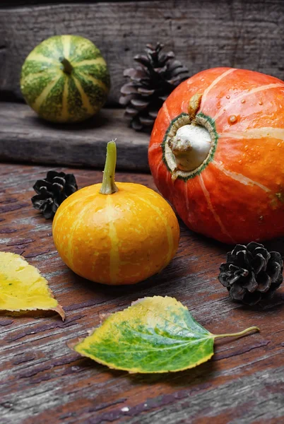 Autumn harvest pumpkins — Stock Photo, Image