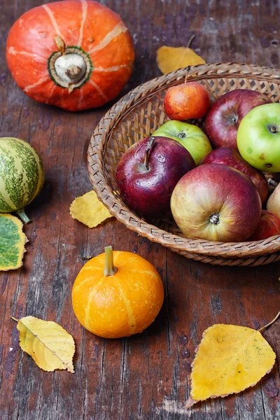 Höstskörden pumpor — Stockfoto