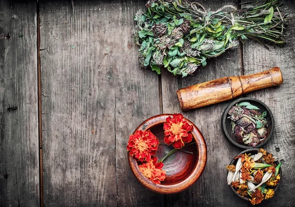 Hierbas y plantas medicinales — Foto de Stock