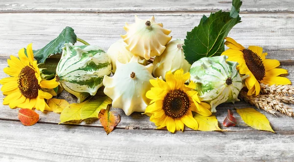 Cosecha de otoño verduras — Foto de Stock