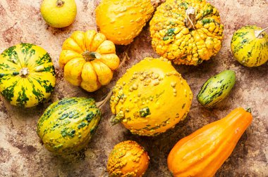 Küçük dekoratif balkabağı hasadı. Renkli balkabakları ve kabakları.