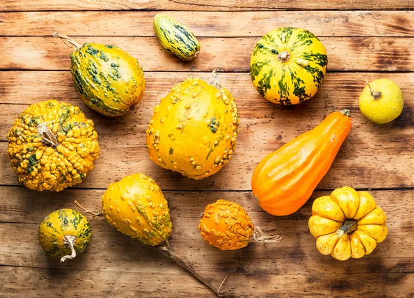 Cosecha Pequeñas Calabazas Decorativas Sobre Mesa Madera Rústica —  Fotos de Stock