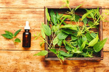 Isırgan otu özü ve taze ısırgan otu yaprakları. Isırgan otu ya da urtica tıbbi bitkisi.