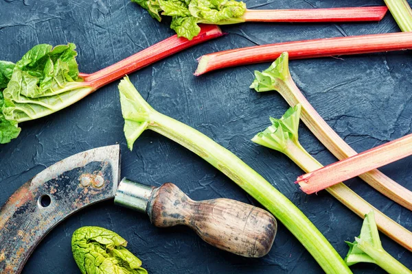 Frische Rote Rhabarberstengel Mit Grünen Blättern Frischer Rhabarberstengel — Stockfoto