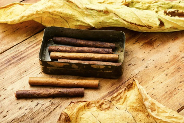 Cigarillos Dry Tobacco Leaf Wooden Background — Stock Photo, Image