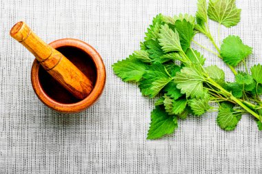 Cam şişedeki ısırgan otu tentürü ve taze ısırgan otu yaprakları. Bitkisel ilaçlarda ısırgan otu.