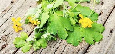 Bir şişedeki celandin tentürü. Bitkisel ilaç. İlaç bitkisi Celandine..