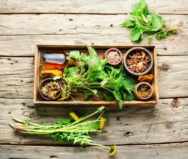 Taze ve kuru şifalı bitkiler ve şifalı bitkiler. Tahta bir kutuda şifalı bitkiler.