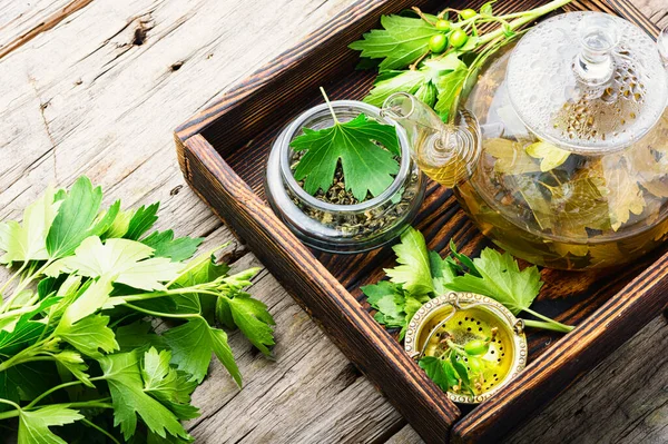 Травяной Чай Свежей Смородиной Foliage Herbal Medicine Currant Лист — стоковое фото