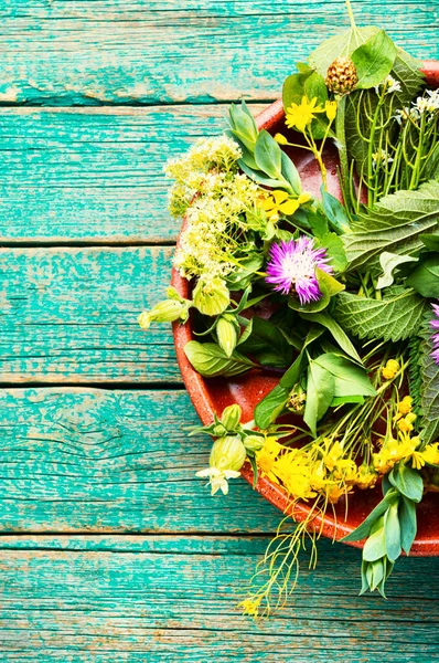 漢方薬 薬草や植物のセット ナチュラルメディスンとホメオパシー — ストック写真