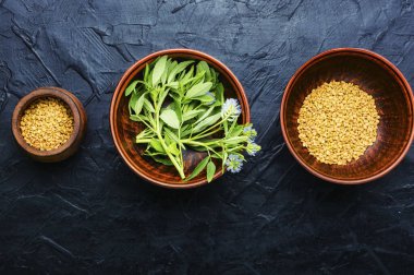 Taze ekili çemen otu tohumları. Bitkisel ilaçlar. Çiçekli FenuGreek yaprakları.