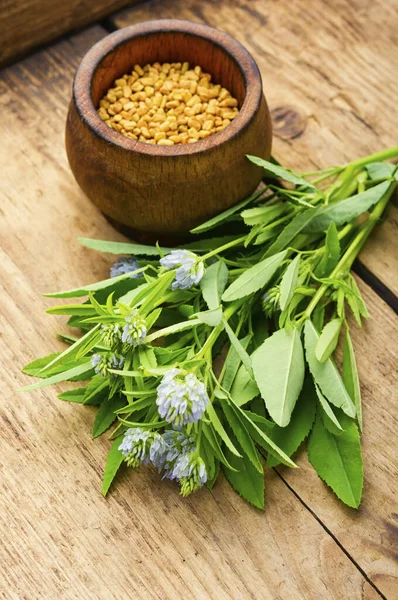 Bockhornsklöverfrön Med Färsk Planta Träbord — Stockfoto