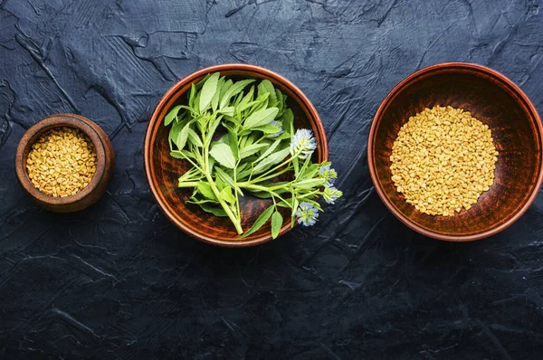 Bockshornkleesamen Mit Frischer Pflanzen Pflanzliche Medizin Bockshornkleesamen Mit Blüten — Stockfoto