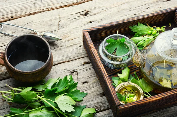 Brewed Herbal Tea Stylish Glass Teapot Currant Leaf Tea Herbal — Stock Photo, Image