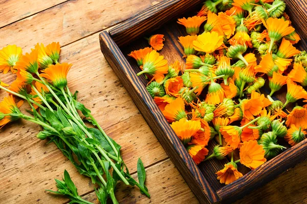 Fresh Calendula Flowers Herbal Medicine Marigold Healing Herbs Rustic Wooden — Stock Photo, Image
