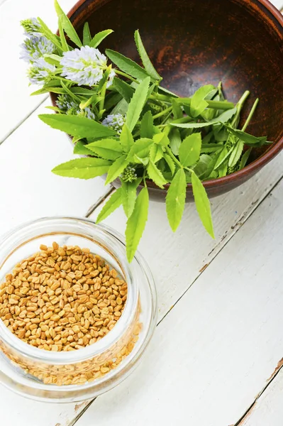 Semillas Alholva Con Planta Fresca Sobre Fondo Blanco —  Fotos de Stock