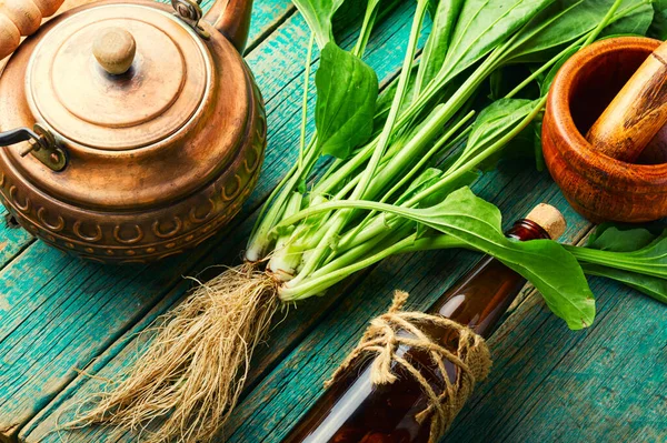 癒しの植物茶 ハーブティーのティーポット 天然漢方薬 — ストック写真