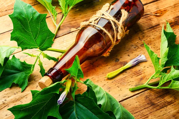 Datura Medicinale Tinctuur Een Glazen Fles Kruidengeneeskunde — Stockfoto