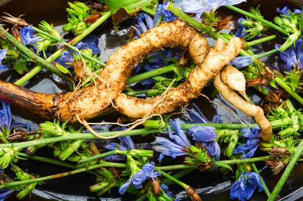 Hindiba kökü ve hindiba çiçekleri. Alternatif ilaçlı yabani bitki. Cichorium intybus.