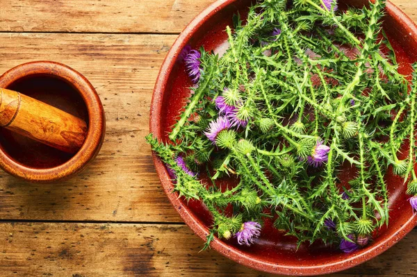 Cardo Mariano Silybum Marianum Erboristeria Pianta Medicinale Selvatica — Foto Stock