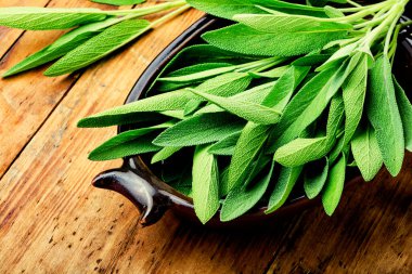 Taze adaçayı yaprağı. Şifalı bitkiler ve bitkiler. Salvia ve bitkisel ilaçlar..