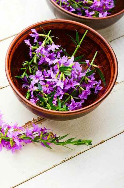 Ivan Lerskål Blommande Pilört Örtmedicin Ryskt — Stockfoto