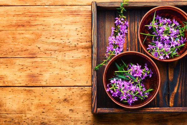 腸内イワンティーハーブ医学で柳のハーブを開花させます — ストック写真