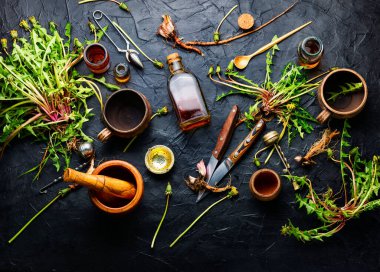 Şifalı bitkiler ve bitkisel kökler. Karahindiba özü. Taraxacum, tıbbi bitkiler..