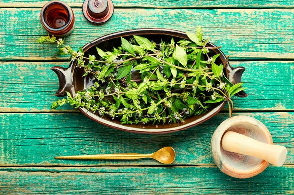 Färska Blad Blommande Mynta Pepparmynta Blad Mynta Blad Växtbaserade Medicin — Stockfoto