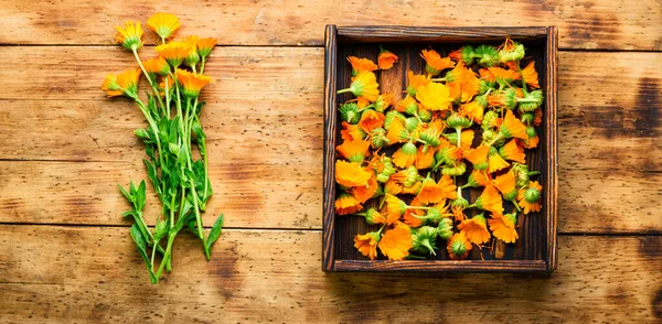 Flores Frescas Caléndula Medicina Herbaria Caléndula Hierbas Curativas Sobre Fondo — Foto de Stock