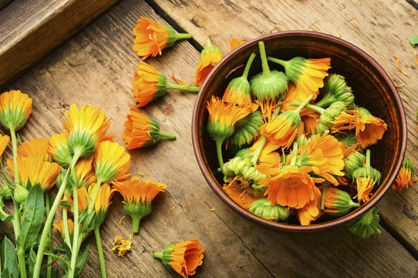 Flores Frescas Caléndula Medicina Herbaria Caléndula Hierbas Curativas Sobre Fondo — Foto de Stock