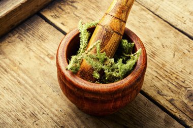 Dried healing plants in a mortar and pestle.Lycopodium in herbal medicine clipart