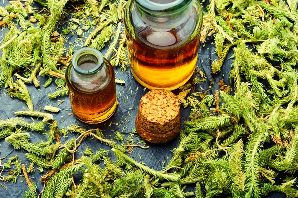 Healing Tincture Bottle Lycopodium Healing Herbs Herbal Medicine Lycopodiaceae — Stock Photo, Image