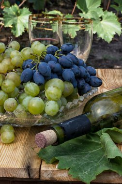 olgunlaşmış üzümler