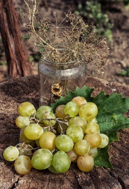 olgunlaşmış üzümler