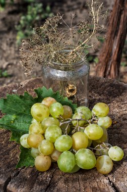 olgunlaşmış üzümler