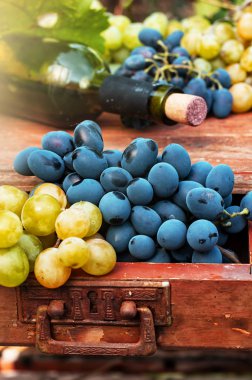 olgunlaşmış üzümler