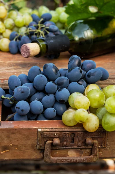 olgunlaşmış üzümler