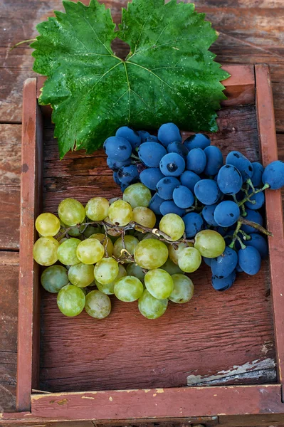 olgunlaşmış üzümler