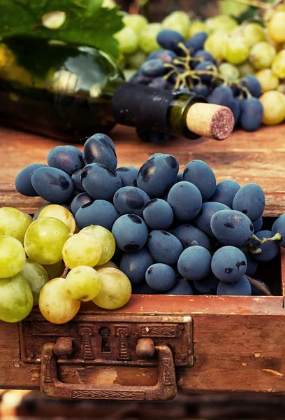 olgunlaşmış üzümler