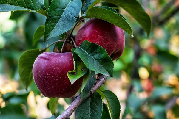 Saftige Äpfel — Stockfoto