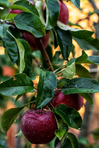 Saftige Äpfel — Stockfoto